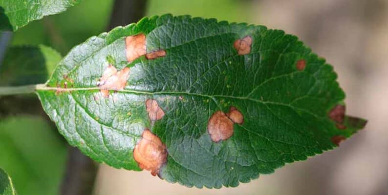 Deep Neural Approaches for Early Detection of Apple Foliar Disorders